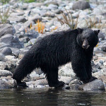 Rogue River Rafting - Oregon Rafting - Black Bear