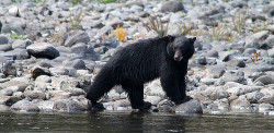 Rogue River Rafting - Oregon Rafting - Black Bear