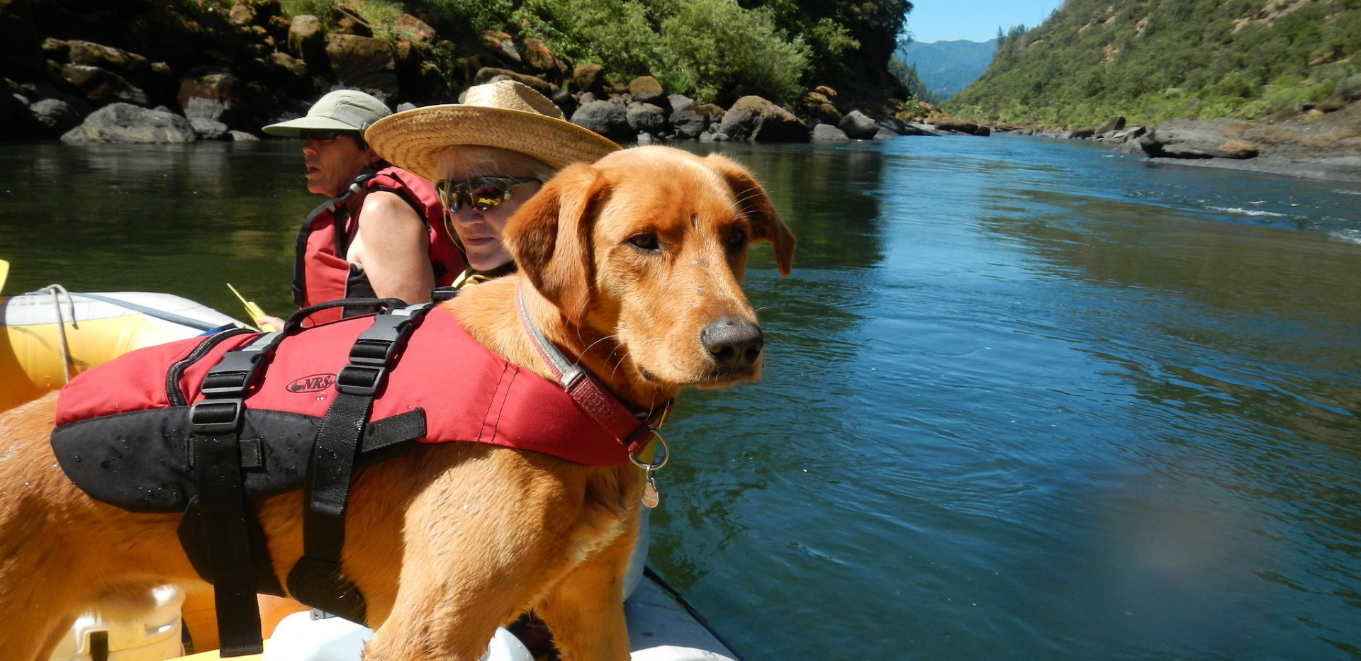 Family Charter Trips - Dogs - Rafting