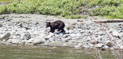 Bear Cub - Lower Klamath River Rafting - California - Wildlife